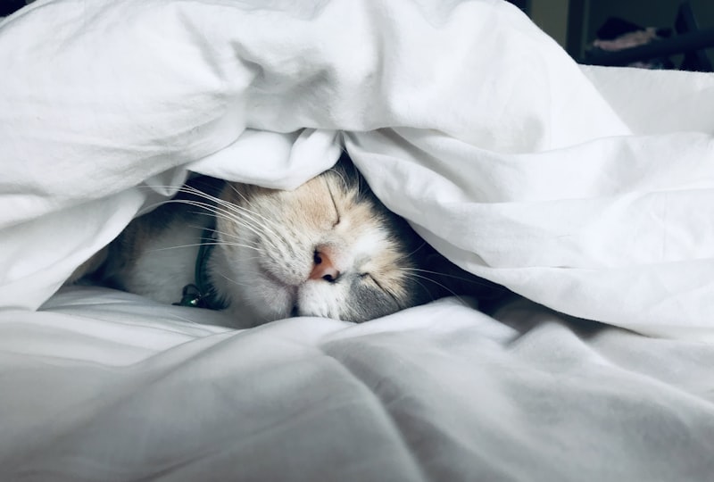 peaceful bedroom sleep